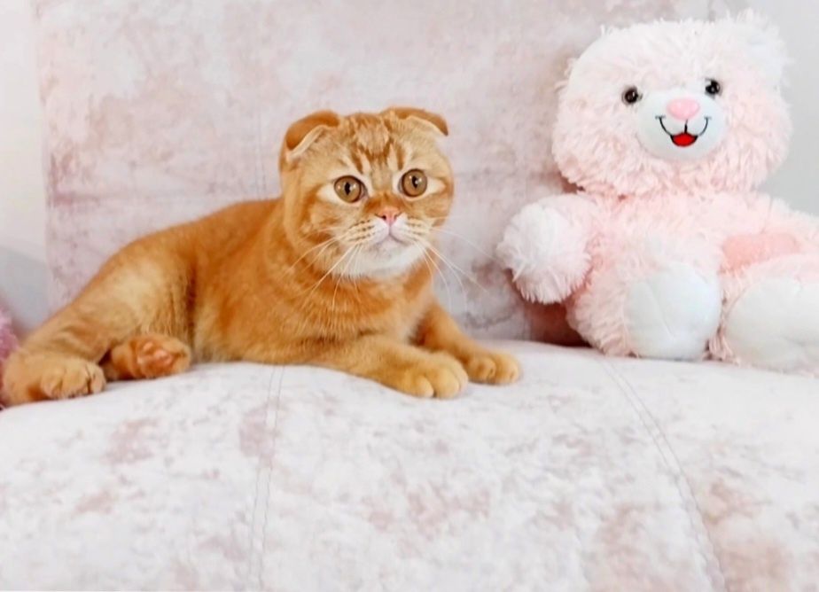 Ооочень ласковый малыш вислоушка