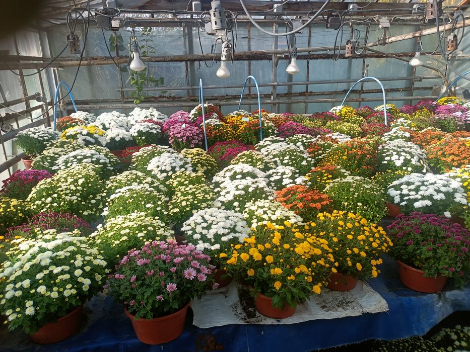 Chryzantemy drobnokwiatowe.