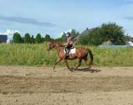 Klacz SP 16 lat 161cm