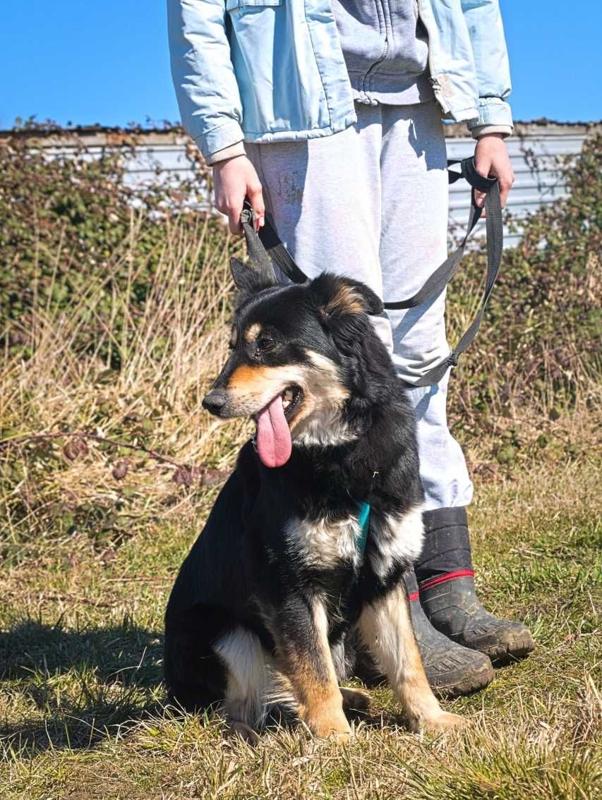 Willow - delikatna psia piękność z utęsknieniem czeka na dom!