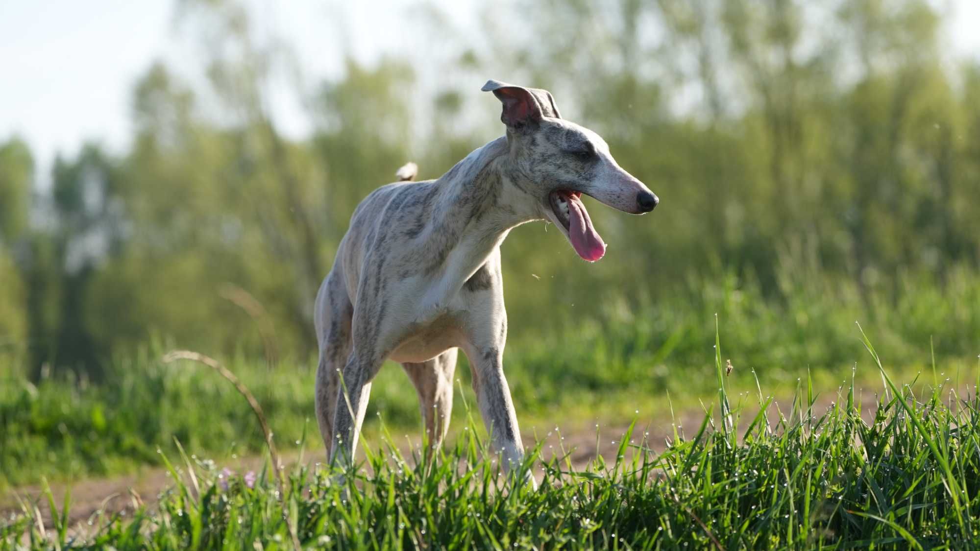 Whippet szczenię