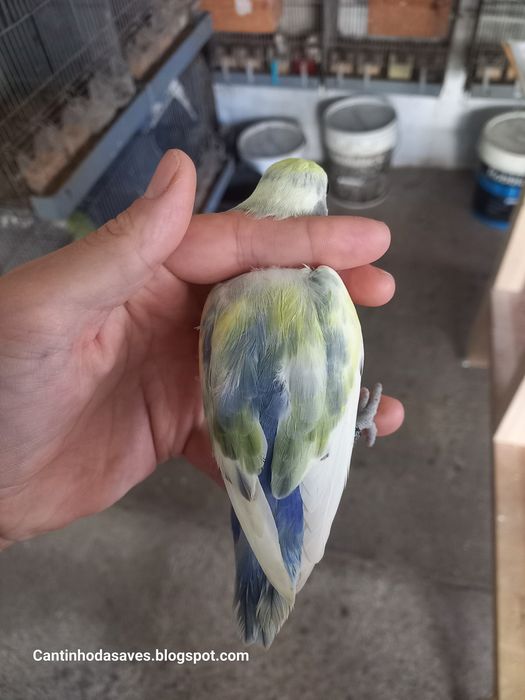 Roseicollis fêmeas e machos