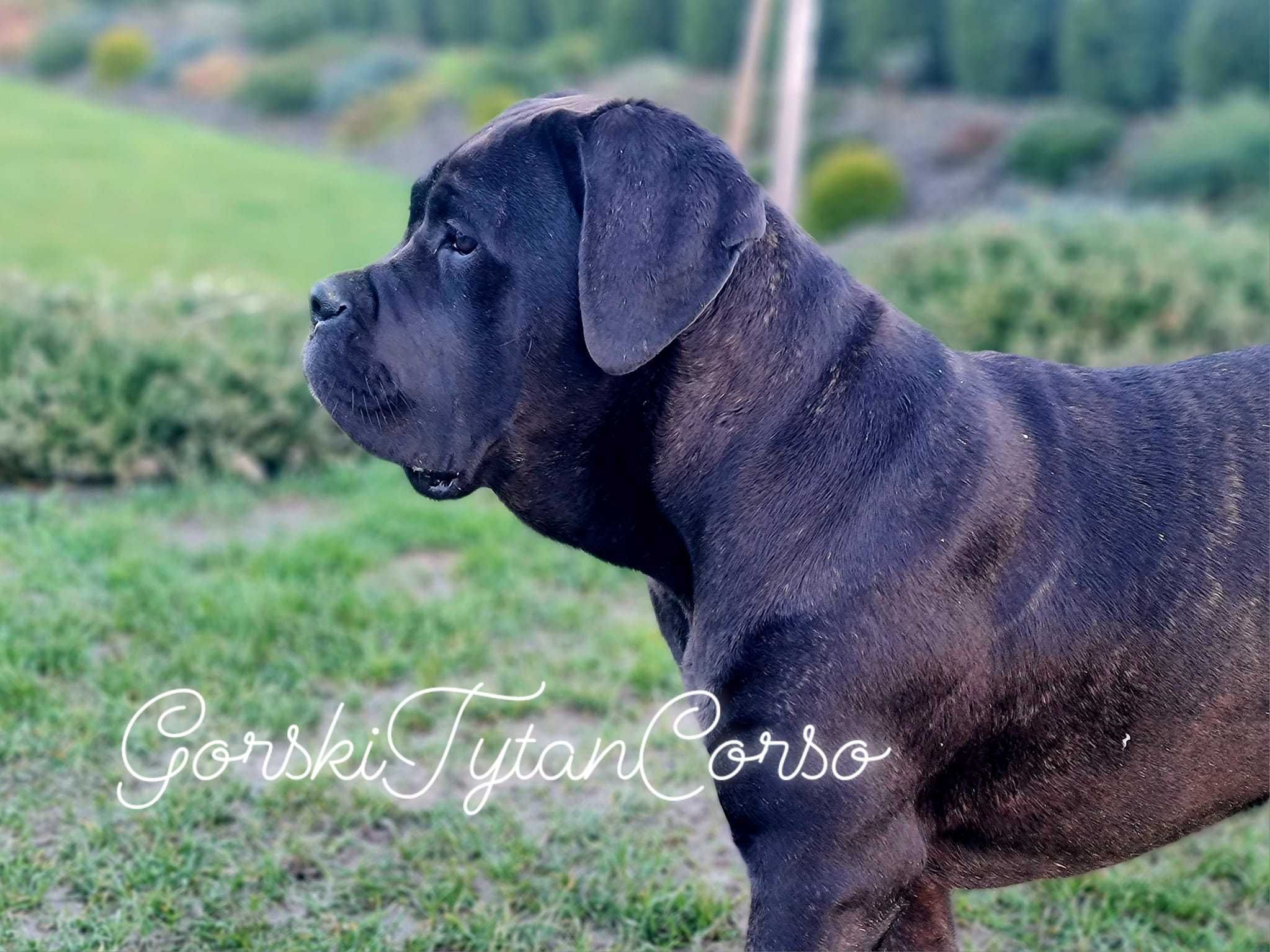 Cane Corso Italiano Zkwp