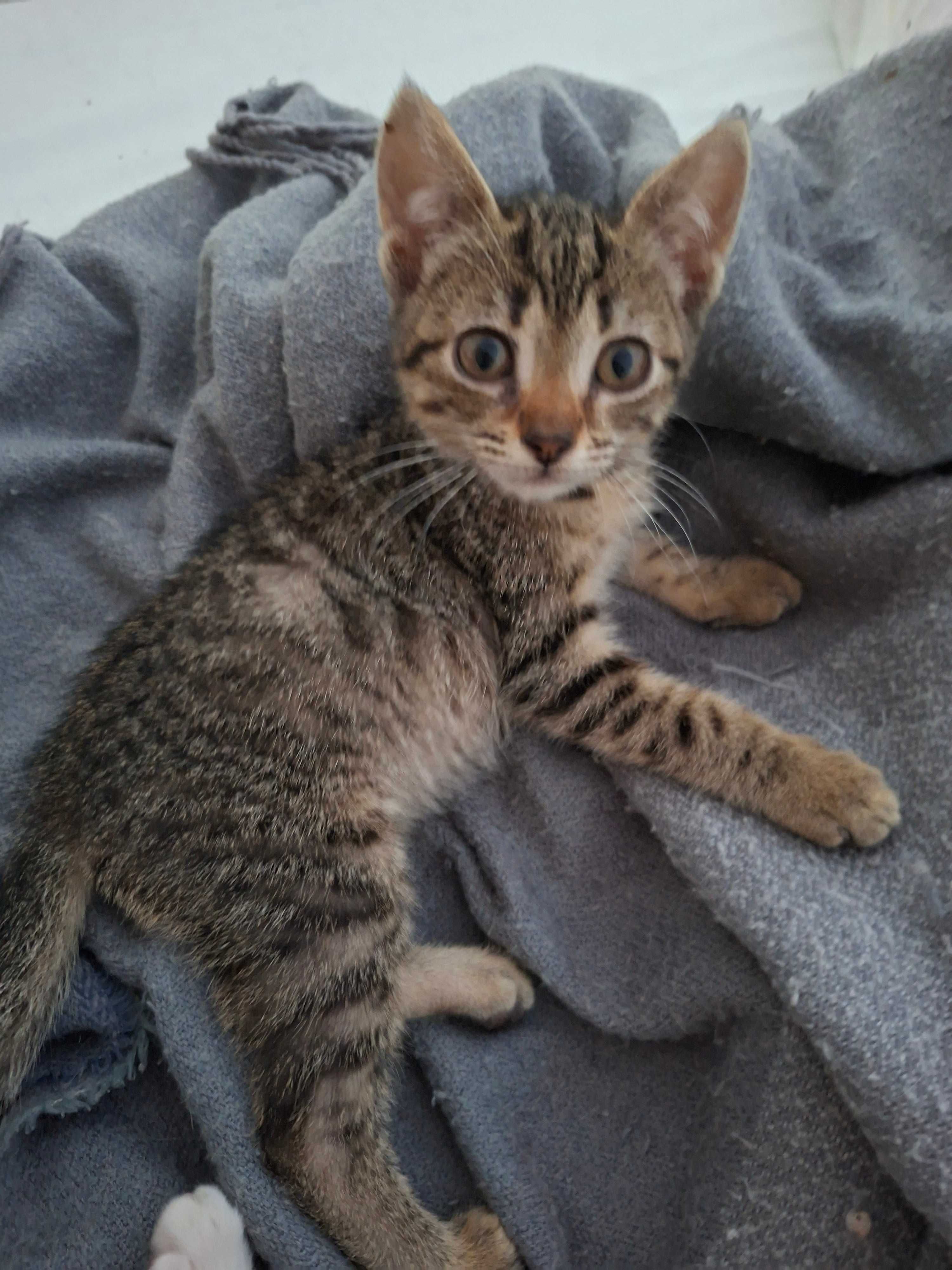 2 Lindas gatinhos  para adoção responsável