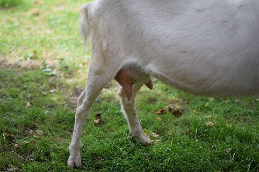 Продається молоденька кізочка (котна на другий окот)