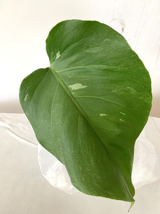 Монстера вариегатная,