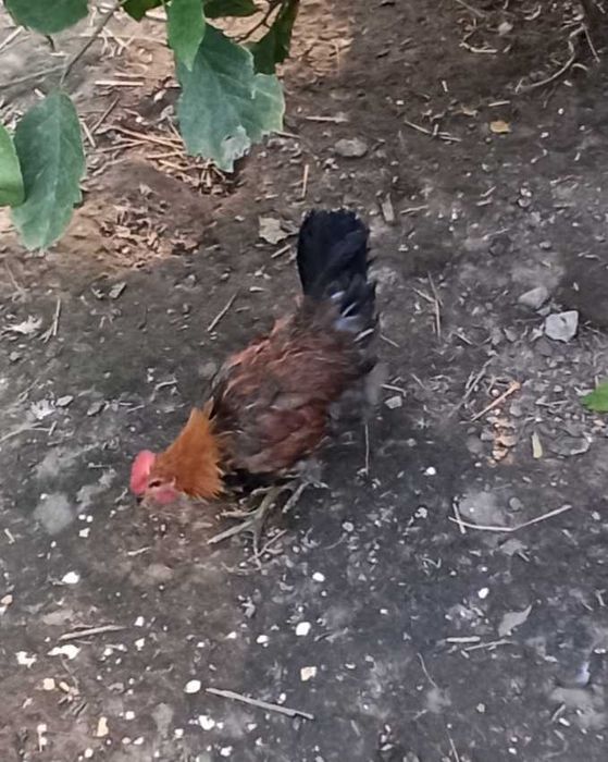 kogut zielononóżka