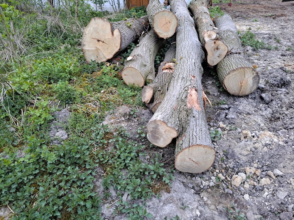 Drewno lipowe na rzeźby