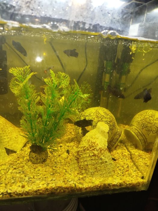 Peixes bettas para venda  criaçao própria