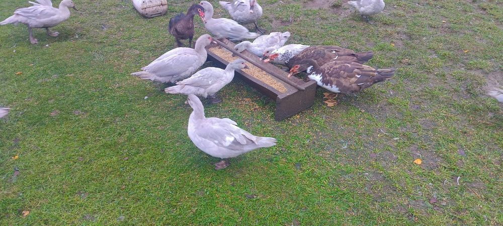 Kaczki piżmowe perłowe