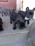 Buldog francuski