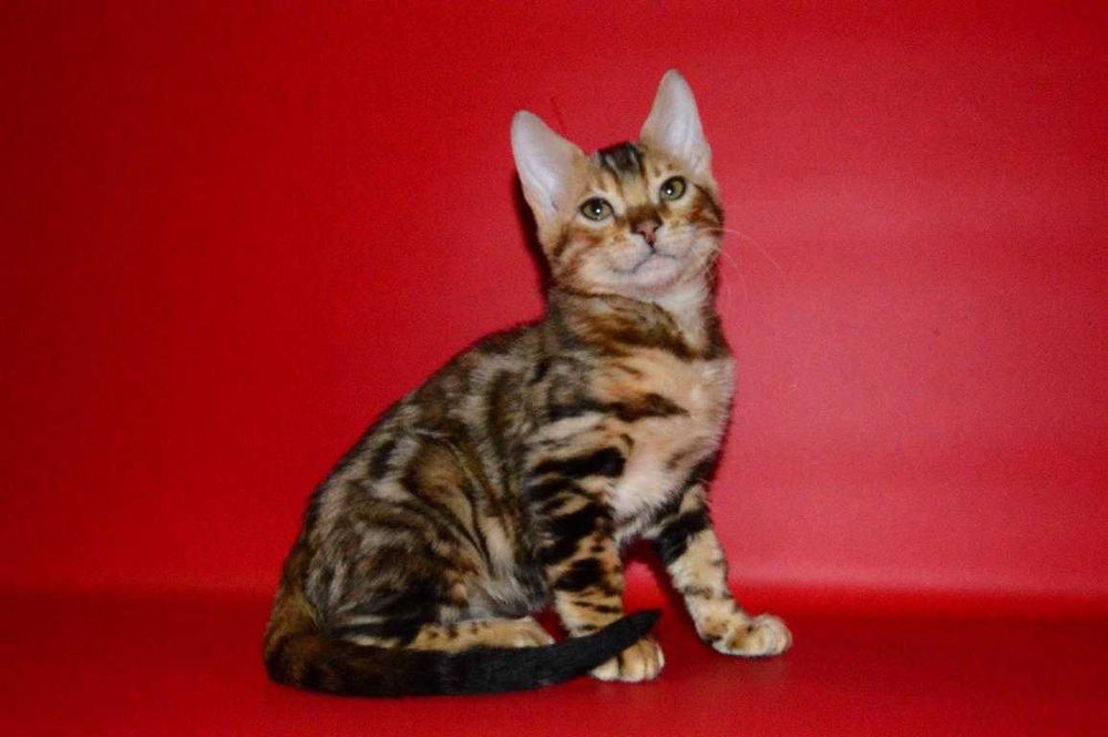Яркий, красивый котенок. Мальчик. Документы.