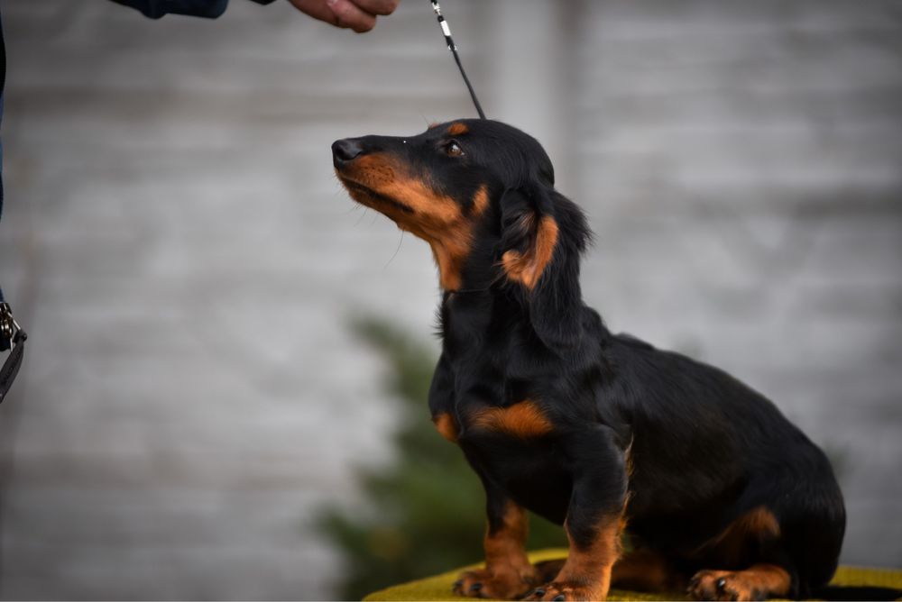 Причудова мадама