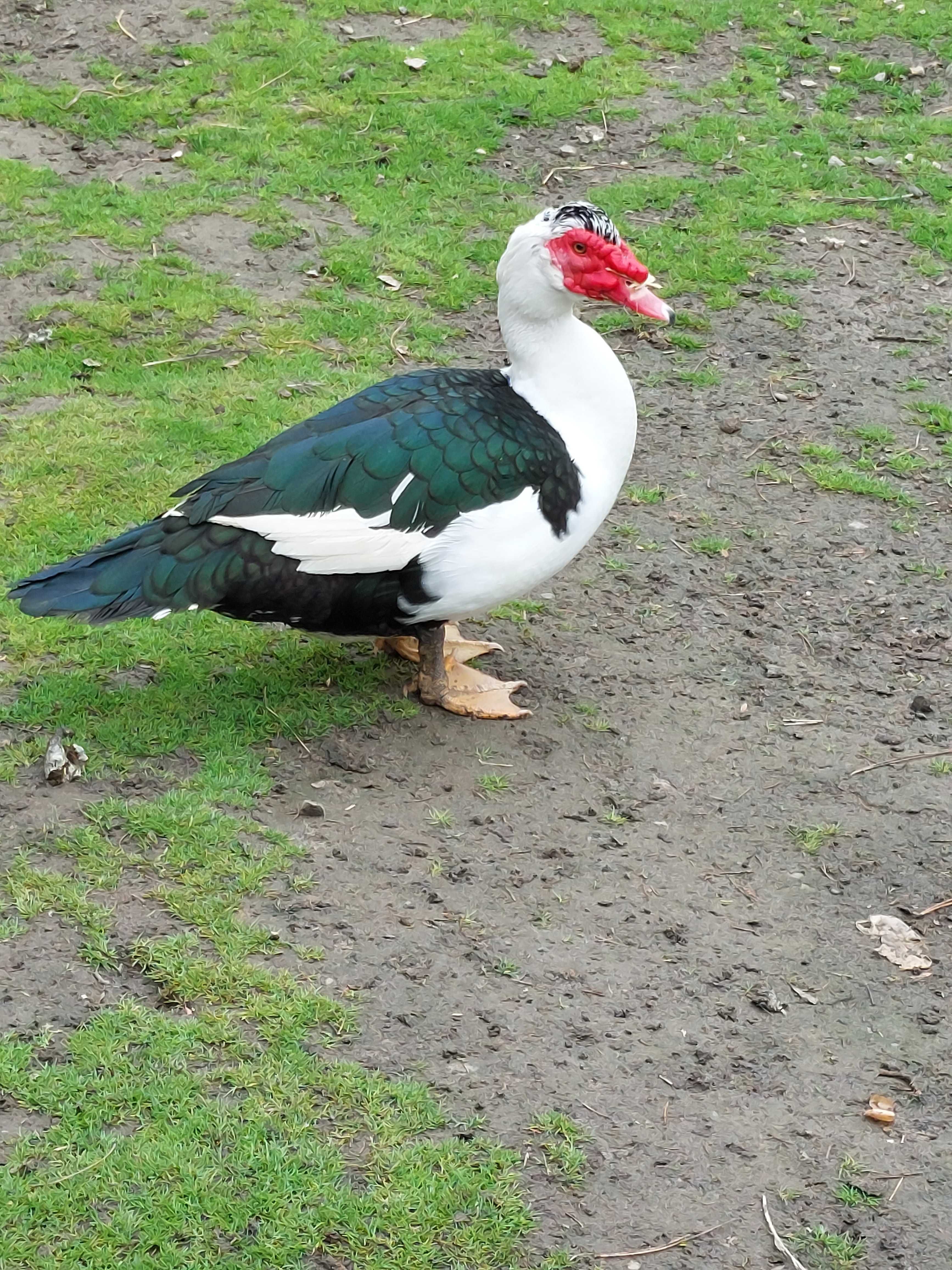 Sprzedam kaczora, duży kaczor, kaczka