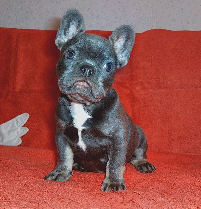 Розкішний красень французик