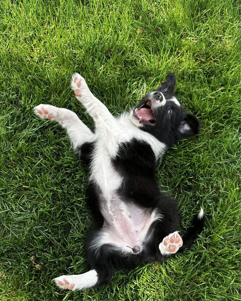 Suczka Border Collie czarno-biała z Rodowodem + bogata wyprawka