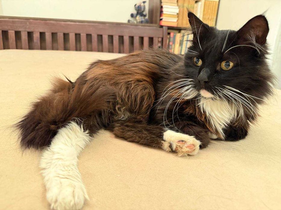 ніжний котик , лагідний кіт , пухнастий і цікавий