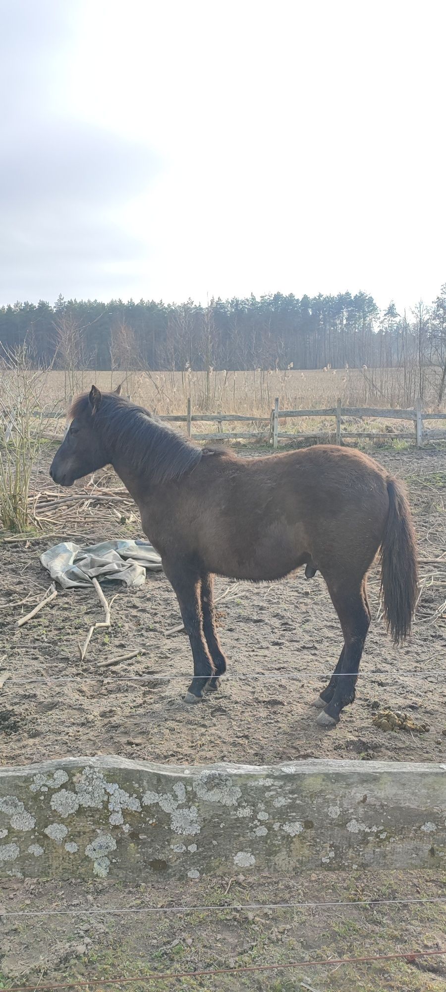 Źrebak huculski Obajtek