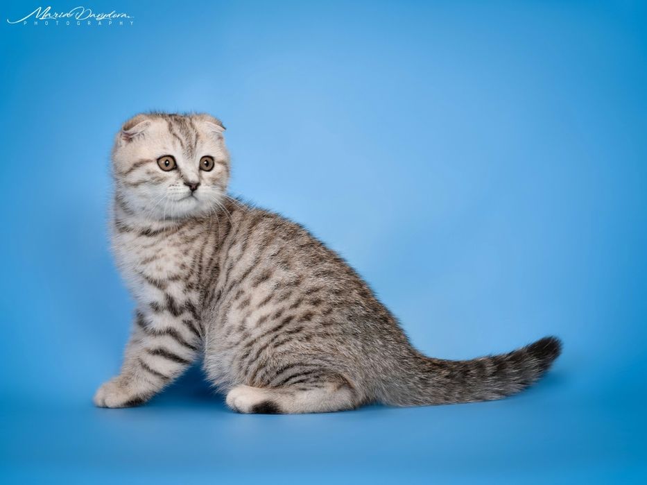 Девочка скоттиш фолд