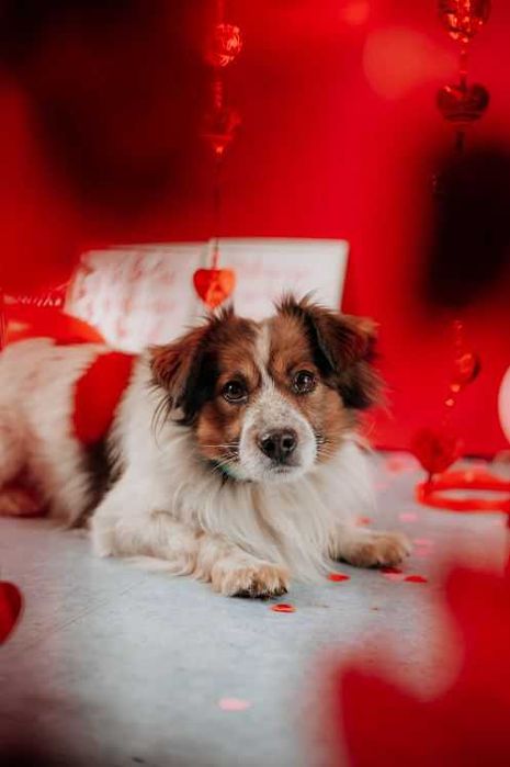 Delikatny, wrażliwy Fropek potrzebuje czasu i poczucia bezpieczeństwa