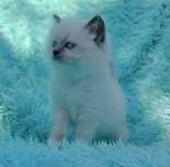Kotka ragdoll blue point