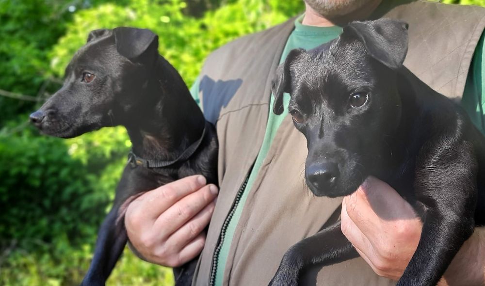 Паттердейл тер'єр