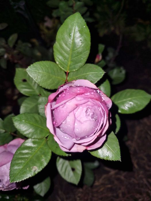 Обрезка и формирование деревьев винограда роз, огород под ключ