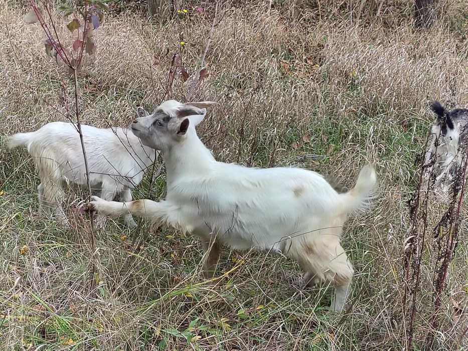 Козел (Цап) 6 місяців