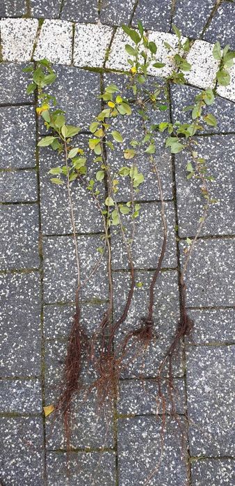 Pigwowiec, sadzonki 5 szt - _wysył.