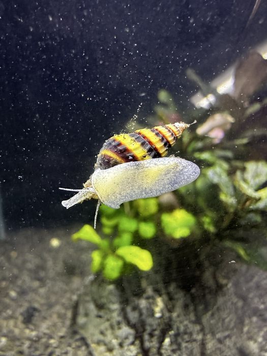 Disponiveis buzios helena