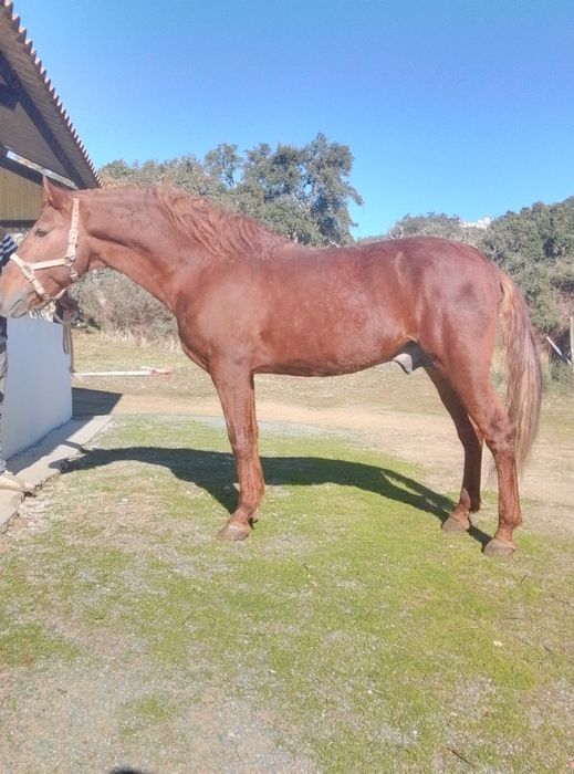 Cavalo muito masso montado e engatado