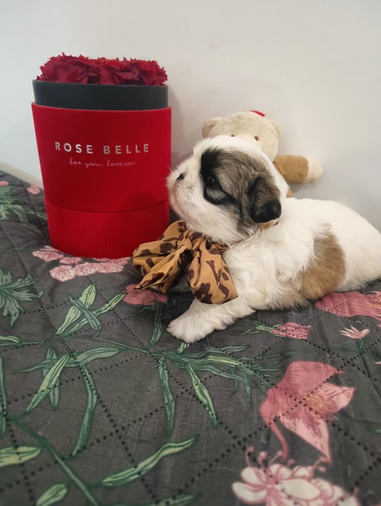 *GIZMO*Shihtzu z Brit Life*PL Rodowód Chip