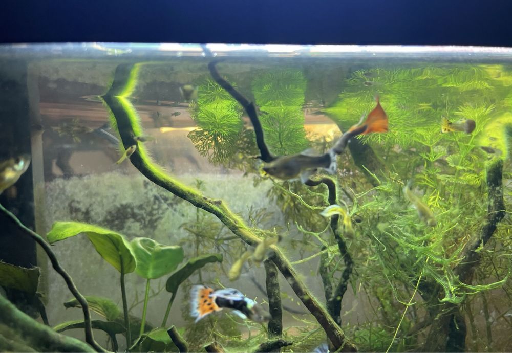 Guppys para venda