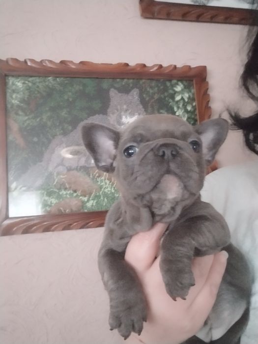 Діва французького бульдогу