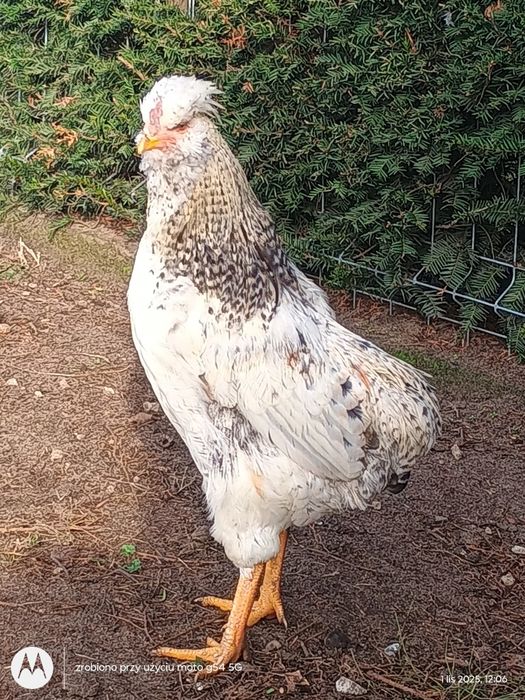 Kogut araukana i czubatka