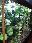 Anubias roślina akwariowa