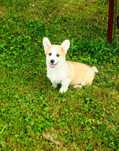 Welsh Corgi Pembroke piesek rudo- biały Natural Bobtail CHEDDAR