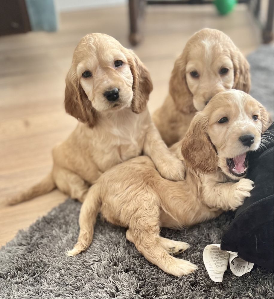 Cocker spaniel angielski szczeniak piesek