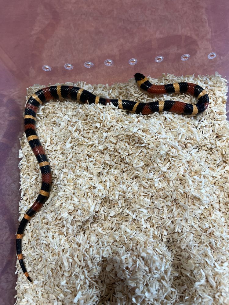 Wąż Lampropeltis Campbelli/ Lancetogłów Campbella