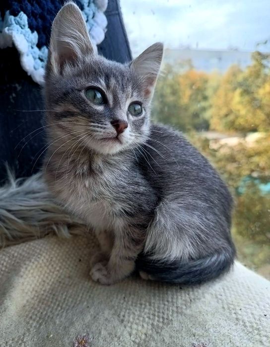 Голубой полосатый котёнок мальчик ищет дом! Котята в хорошие руки!