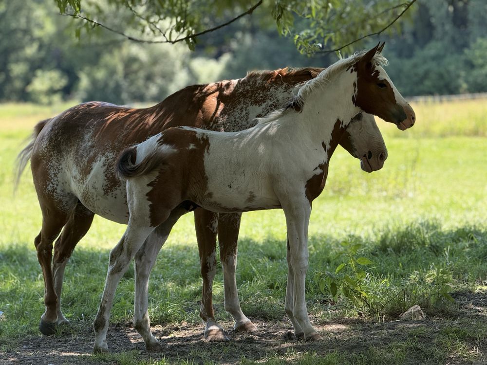 Ogierek American Paint Horse