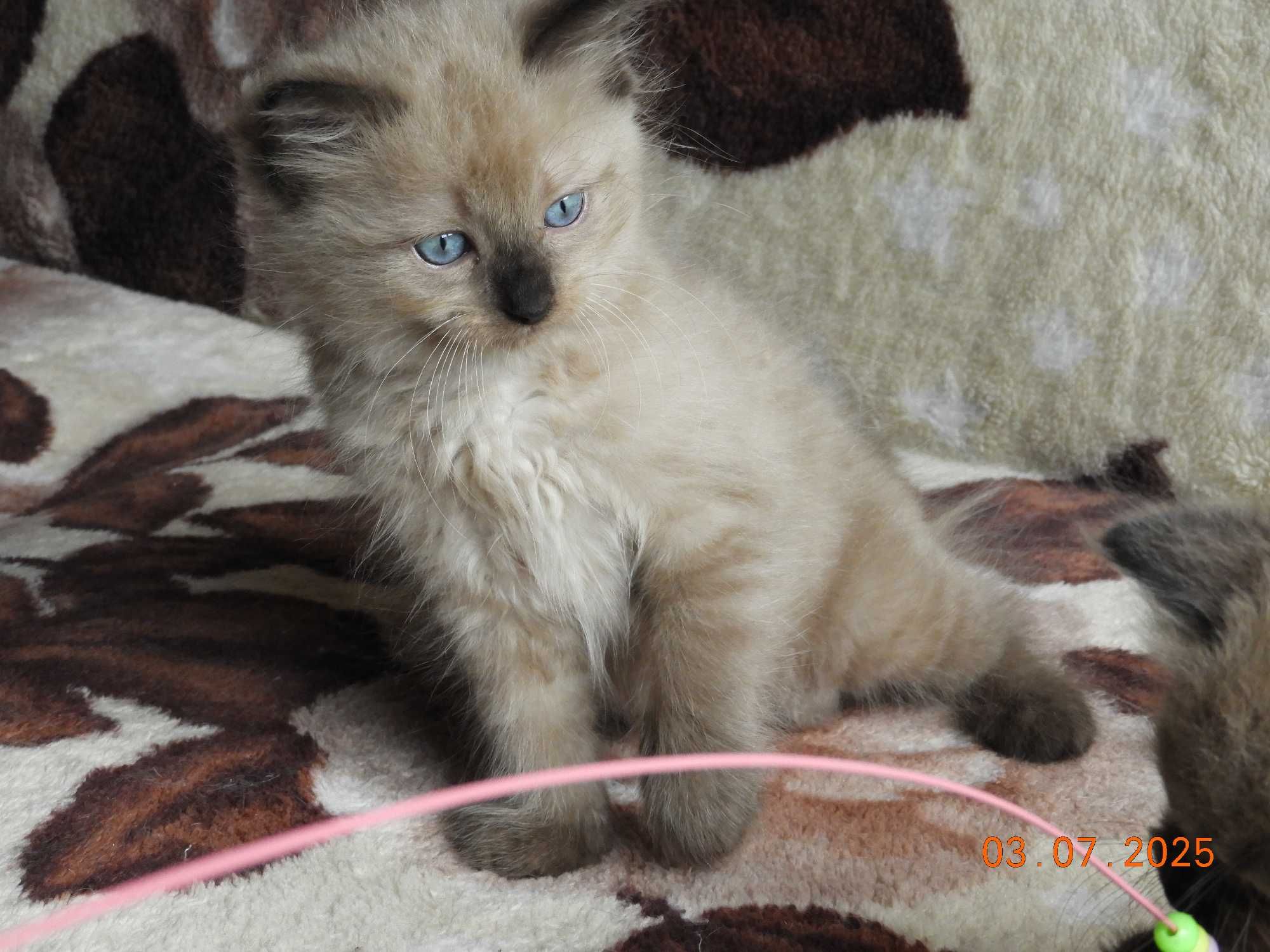 Ragdoll kocurek Mink czekolada rodowód międzynarodowy TICA.