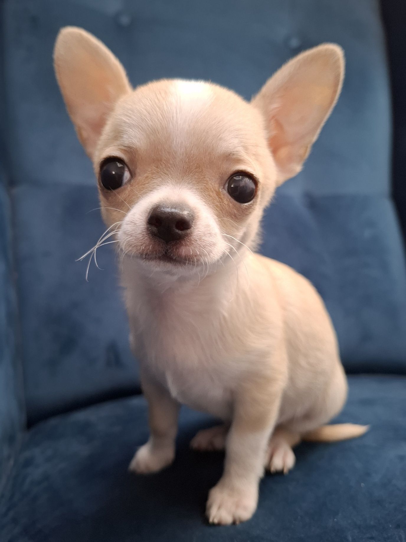 CHIHUAHUA piękny piesek