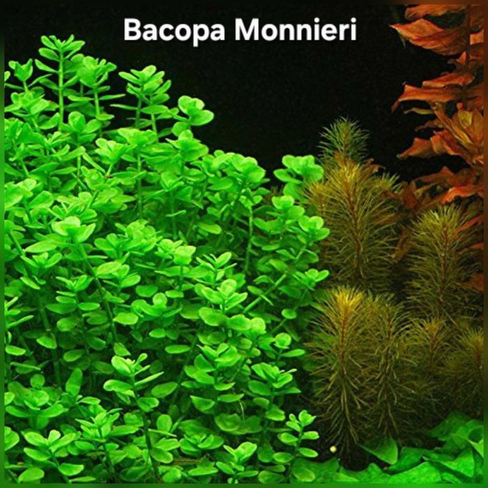 Pack 50 Plantas Aquário – 10 Espécies MUITA COR VERMELHO