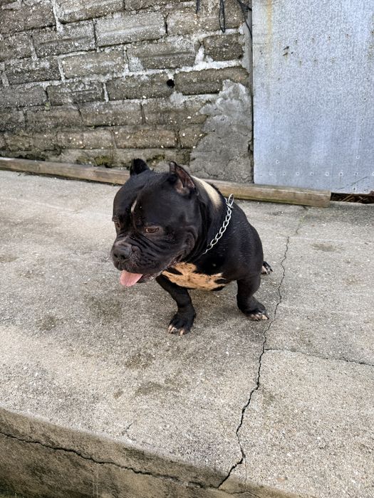 American Bully Top Qualidade