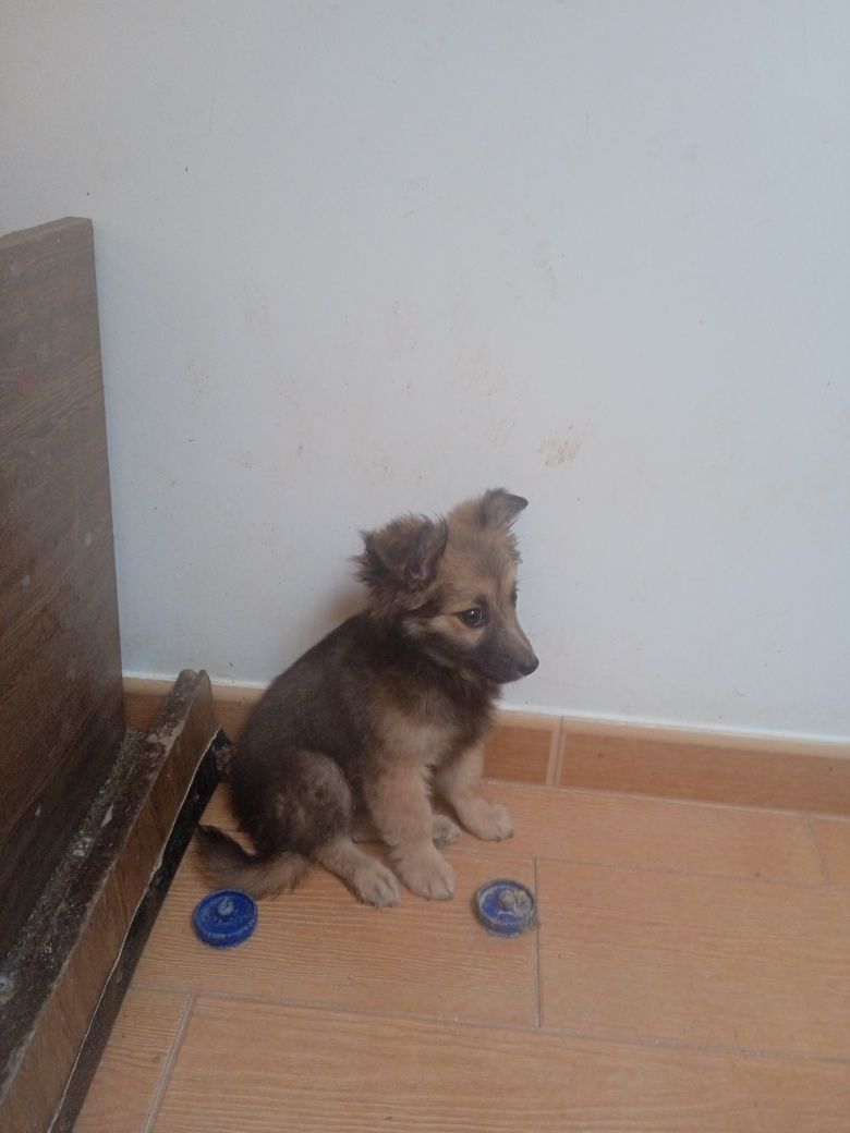 Cachorrinho porte pequeno