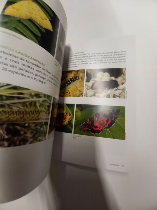 Livro sobre os insectos existentes em Portugal