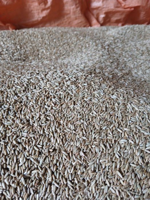 Żyto Hadron tegoroczne