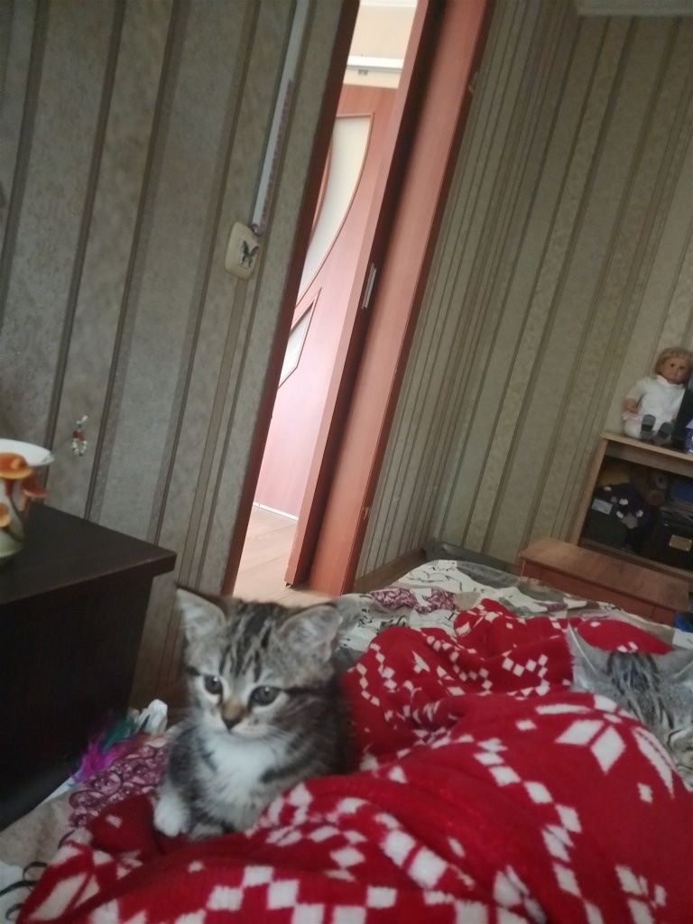 Продам шотландских котят