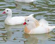 Patos mandarim brancos